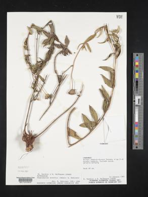 Angelphytum arnottii image