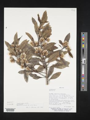Baccharis nitida image