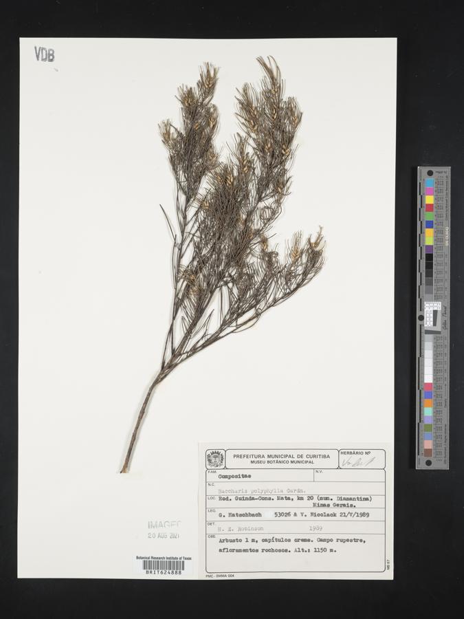 Baccharis polyphylla image