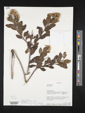 Baccharis prunifolia image