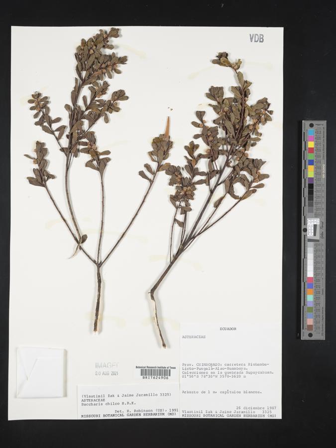 Baccharis linearifolia subsp. chilco image