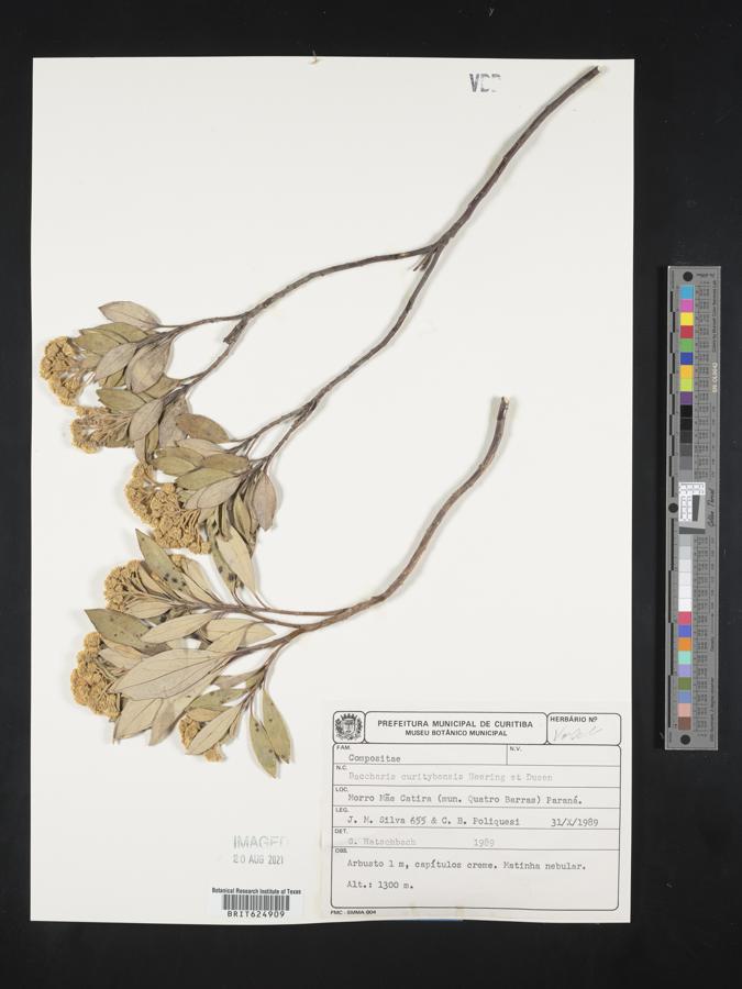 Baccharis curitybensis image