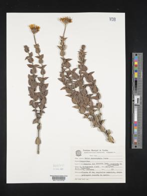 Image of Calea monocephala