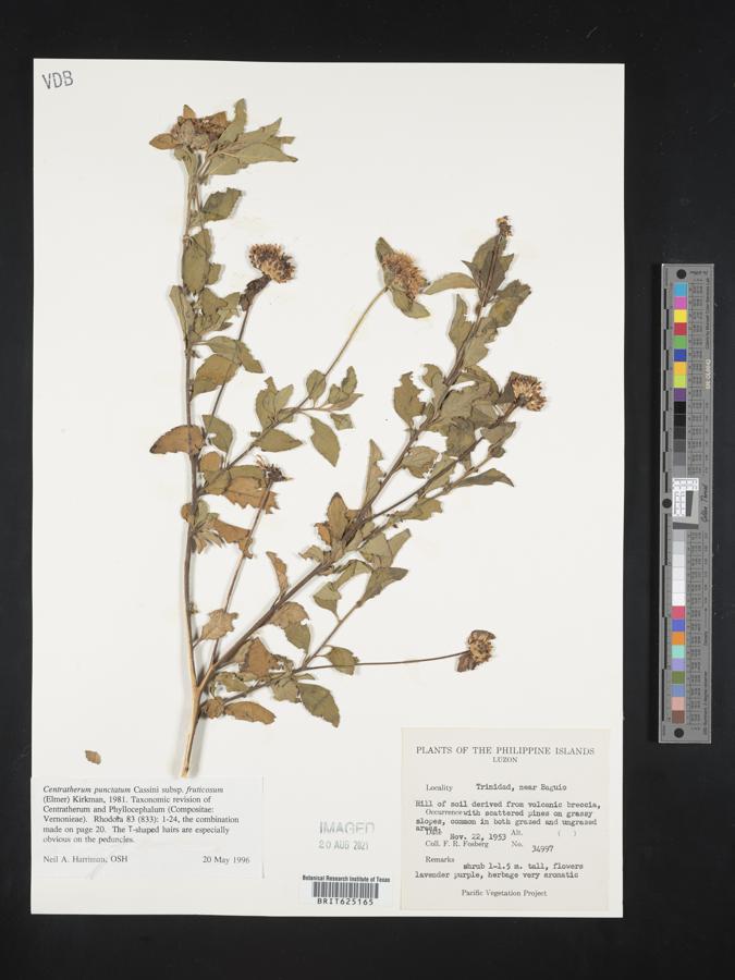 Centratherum punctatum subsp. punctatum image