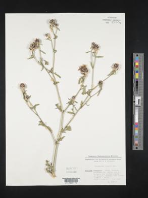Image of Centaurea deusta