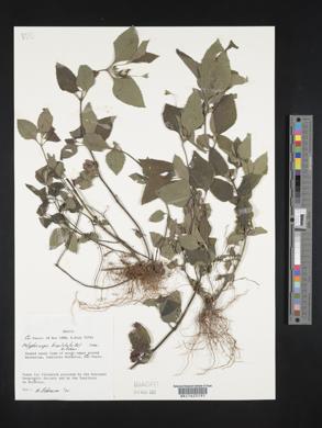 Calyptocarpus brasiliensis image