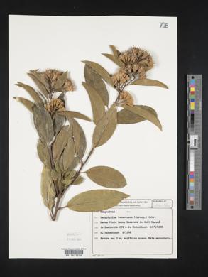 Dasyphyllum tomentosum image