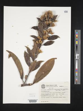 Image of Dasyphyllum tomentosum