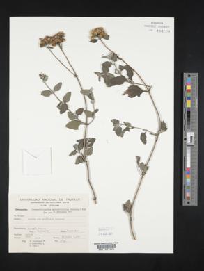 Cronquistianthus marrubiifolius image