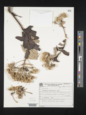Image of Eremanthus glomerulatus