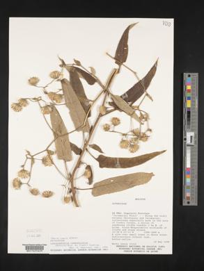 Image of Aetheolaena betonicifolia