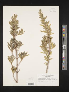 Iva cheiranthifolia image