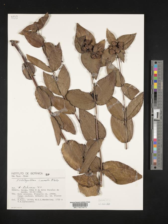 Ichthyothere image