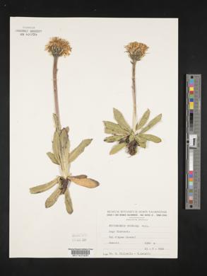 Hypochaeris uniflora image