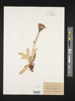 Hypochaeris uniflora image