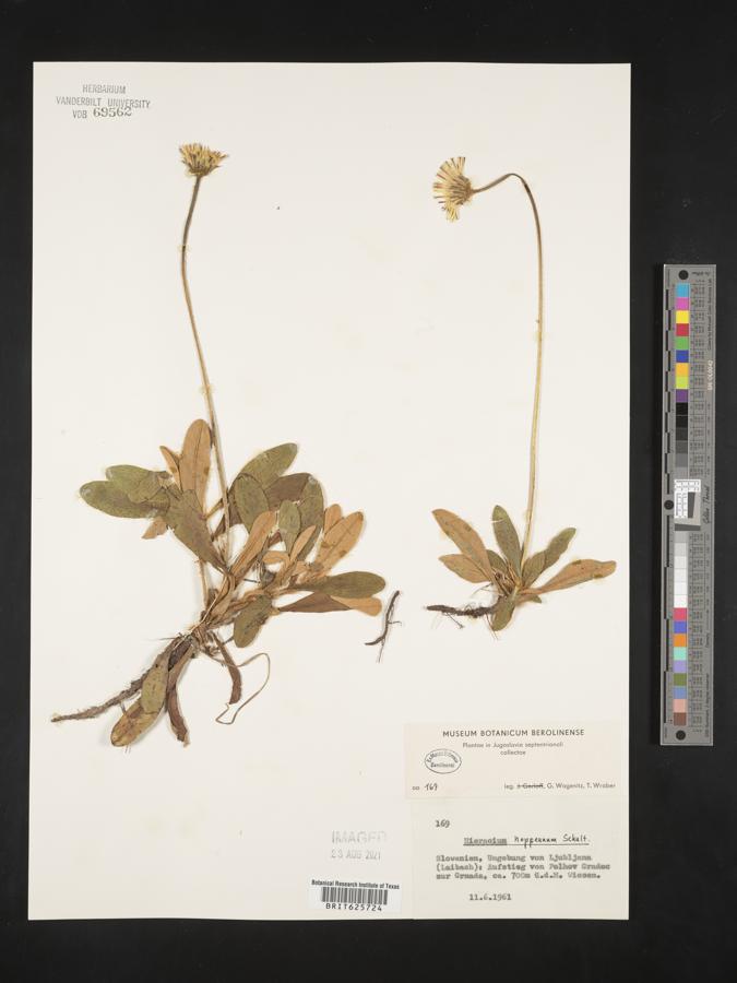 Pilosella hoppeana subsp. hoppeana image