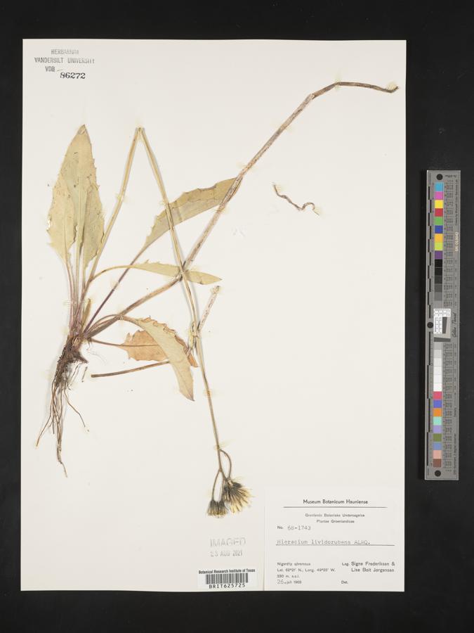Hieracium murorum image