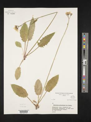 Hieracium laevigatum subsp. gothicum image