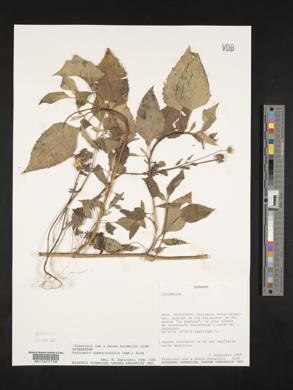 Heliopsis oppositifolia image