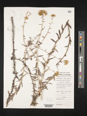 Image of Helichrysum forskahlii