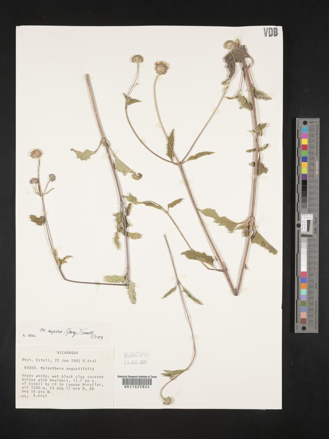 Melanthera angustifolia image
