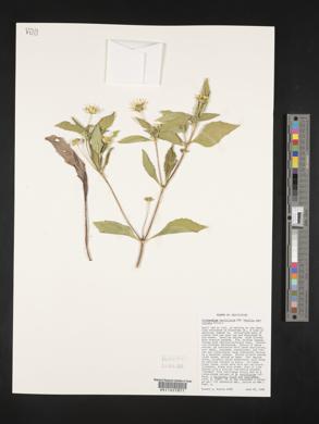 Melampodium perfoliatum image