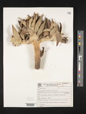 Lychnocephalus sellovii image