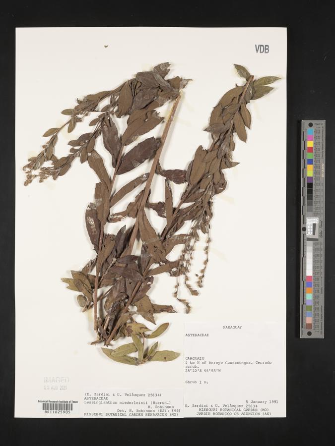 Lessingianthus niederleinii image
