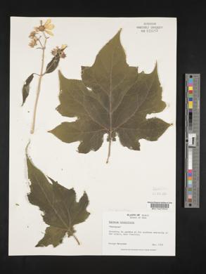 Montanoa hibiscifolia image