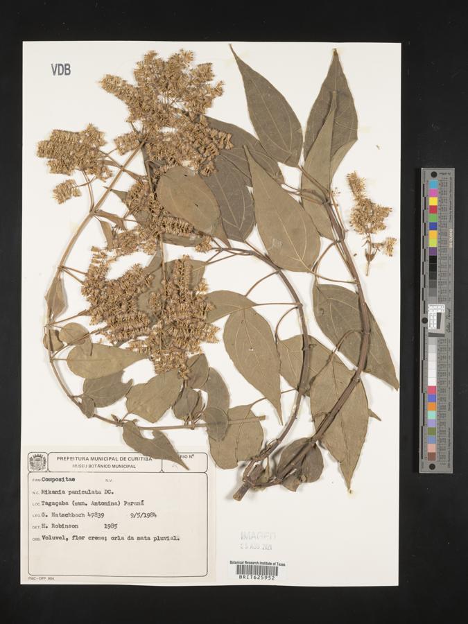 Mikania paniculata image