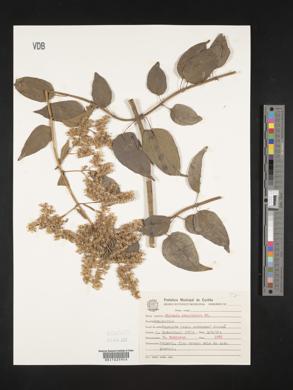 Mikania paniculata image