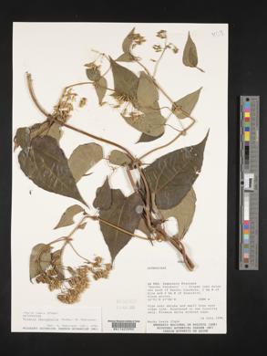 Mikania leucophylla image