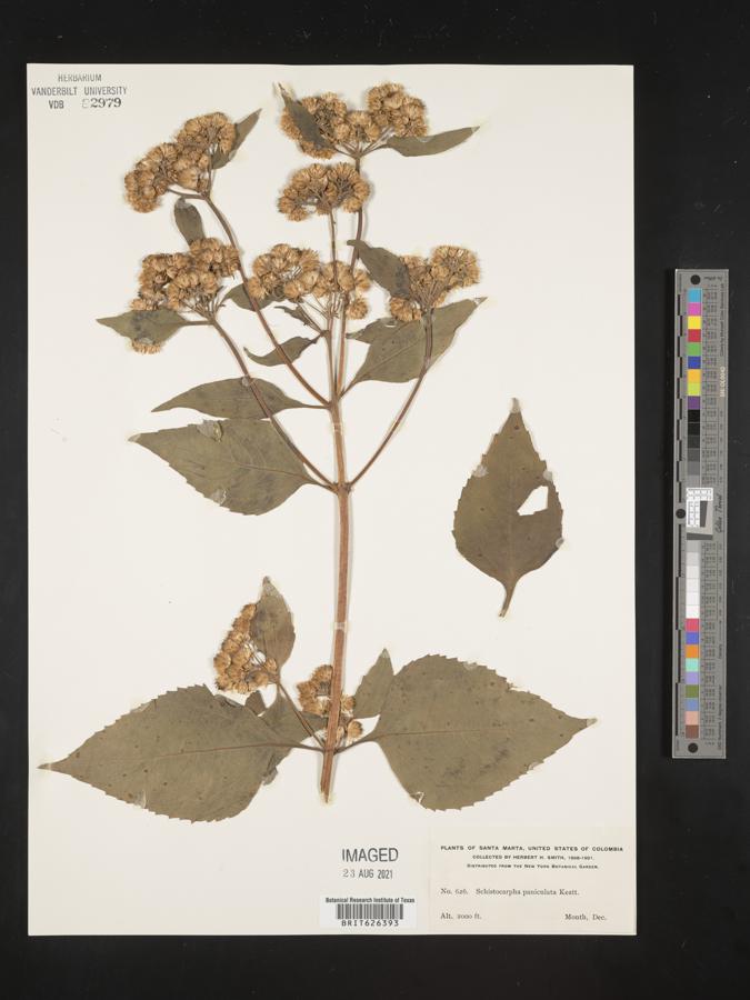 Nordenstamia repanda image