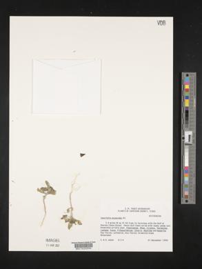 Sanvitalia ocymoides image