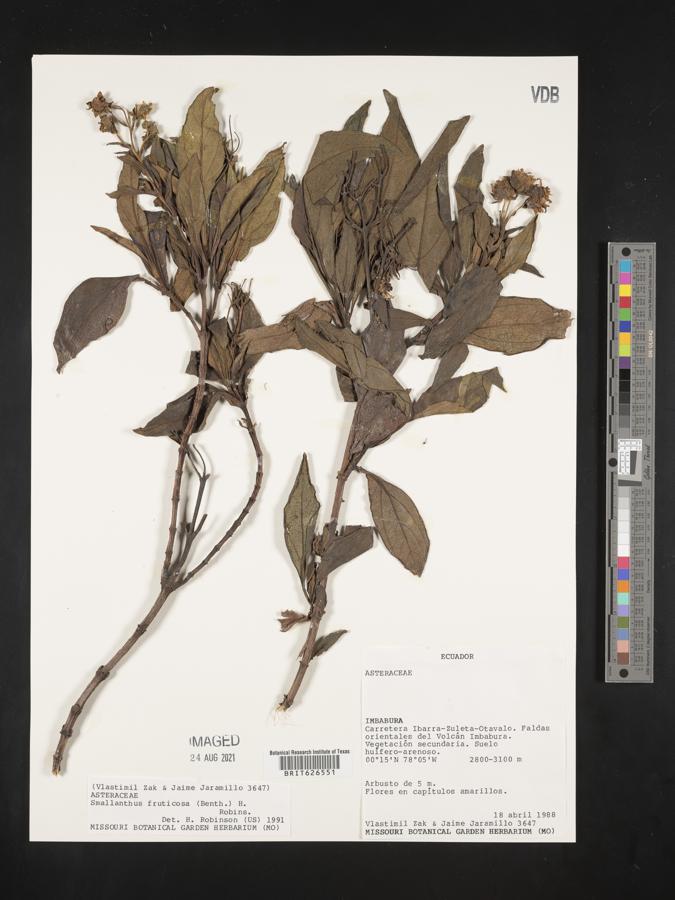 Smallanthus fruticosus image