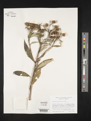 Verbesina neriifolia image