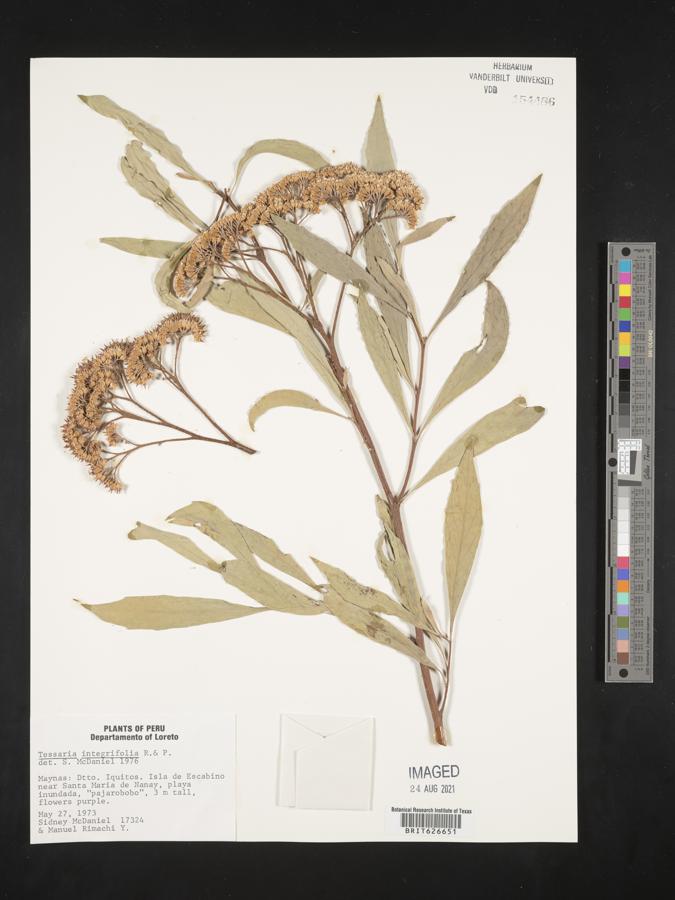 Tessaria integrifolia image