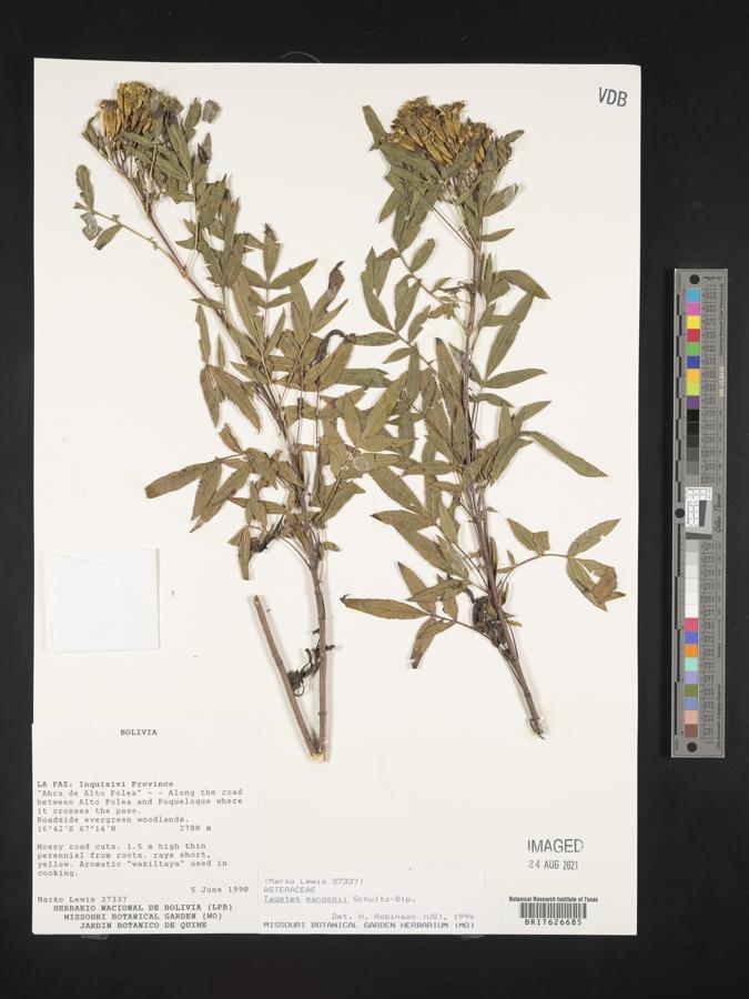 Tagetes mandonii image