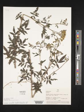 Tagetes terniflora image