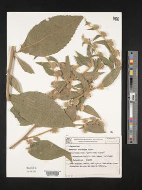 Lepidaploa eriolepis image