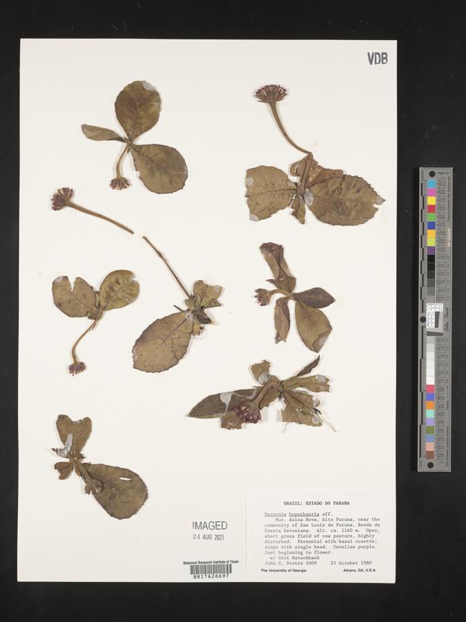 Lessingianthus hypochaeris image