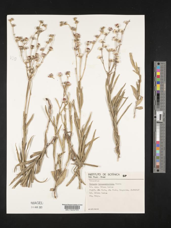 Chrysolaena lithospermifolia image