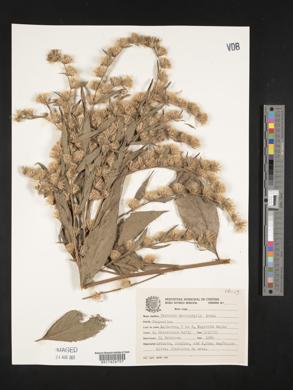 Vernonia macrophylla image