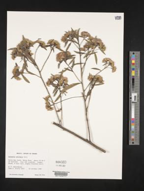 Vernonia nitidula image