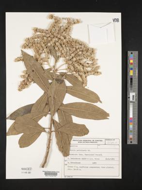 Vernonanthura petiolaris image