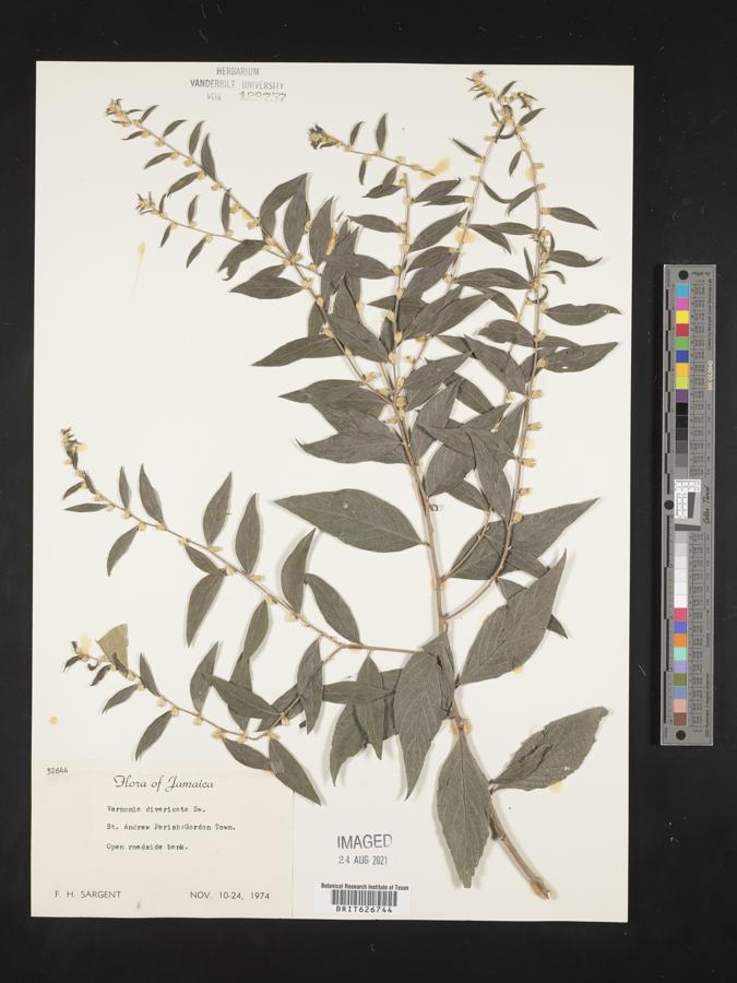 Vernonia arborescens image