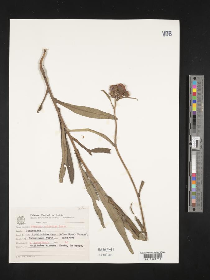 Vernonia echioides image