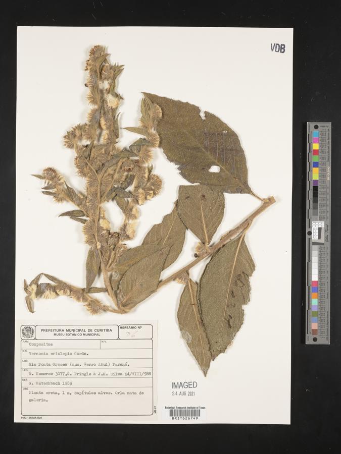 Lepidaploa eriolepis image