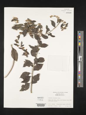 Vernonia acuminata image