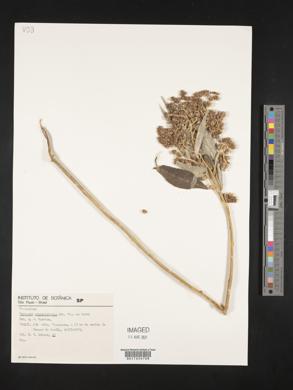 Lepidaploa argyrotricha image
